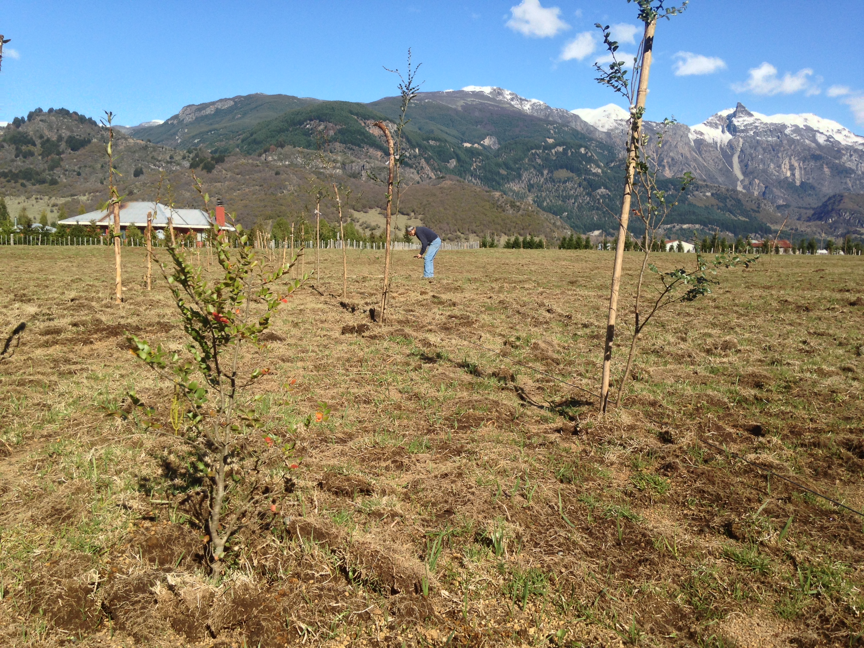 Trabajo de plantación en el sistema agrosilvopastoril del Fundo La Pampita, Mañihuales, Aysén